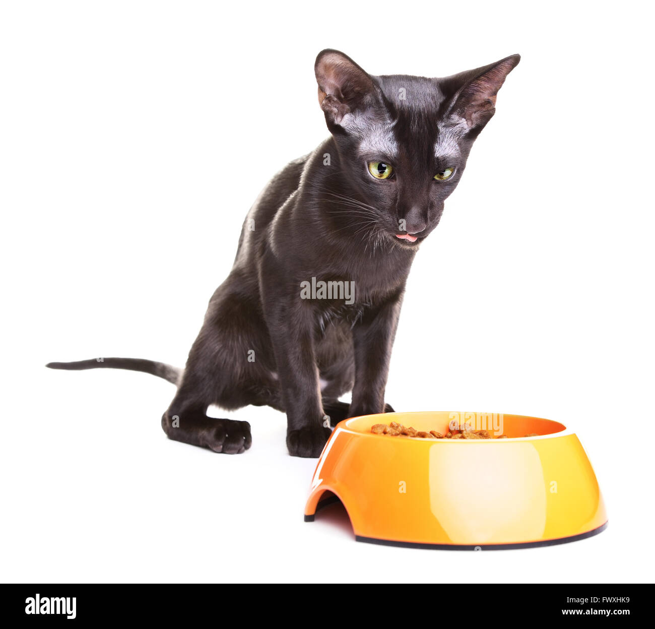 Crazy black oriental shorthair gatto mangia dry pet food, isolato su bianco Foto Stock