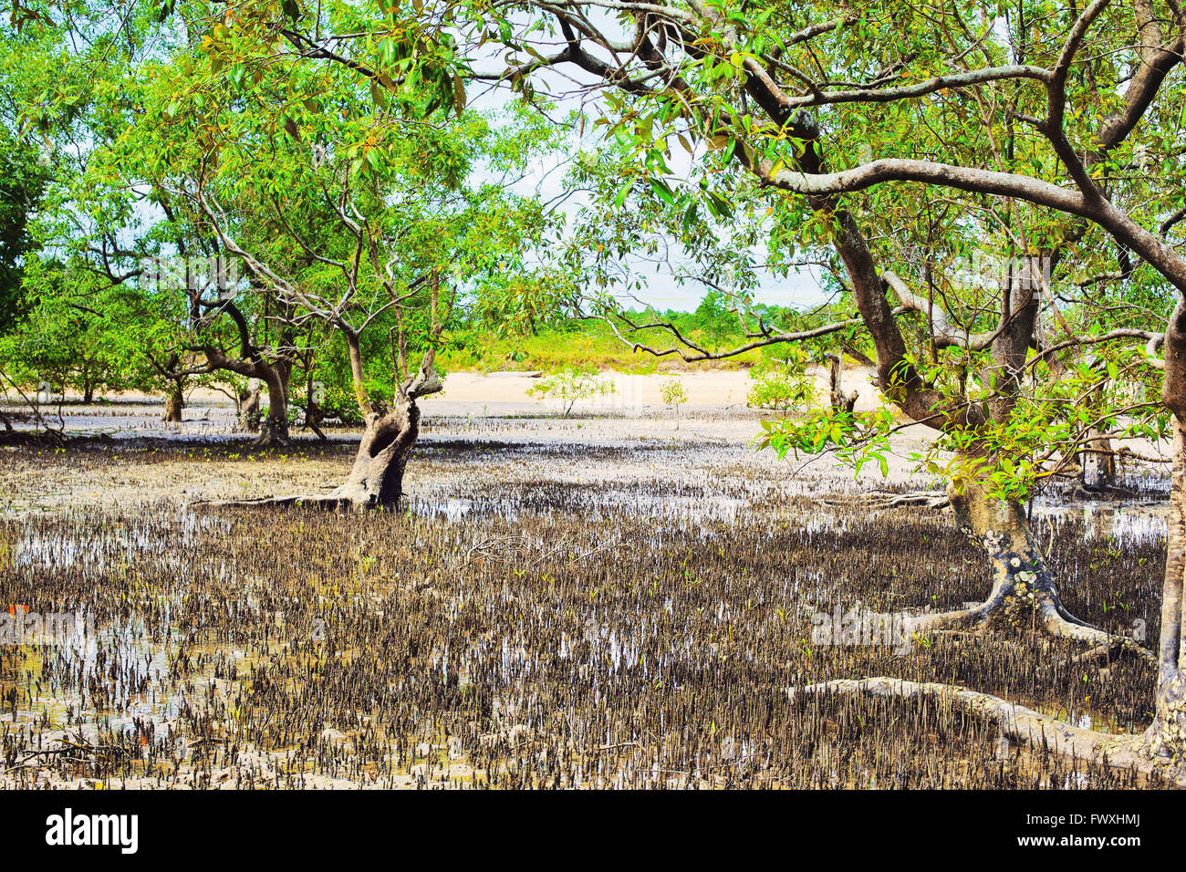 Palude di mangrovie a bassa marea in Thailandia Foto Stock
