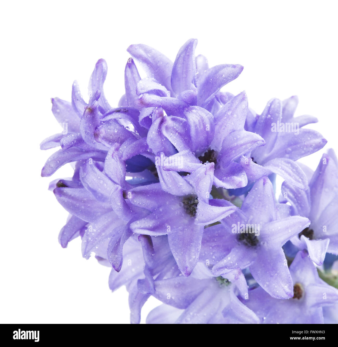Giacinto blu fiore vicino, isolati su sfondo bianco Foto Stock