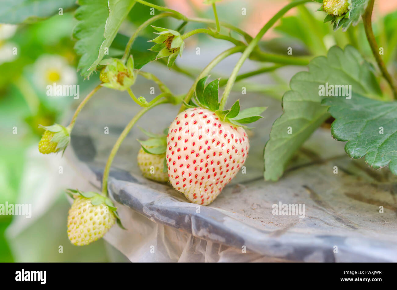 Fragole fresche piante già maturi per la mietitura Foto Stock