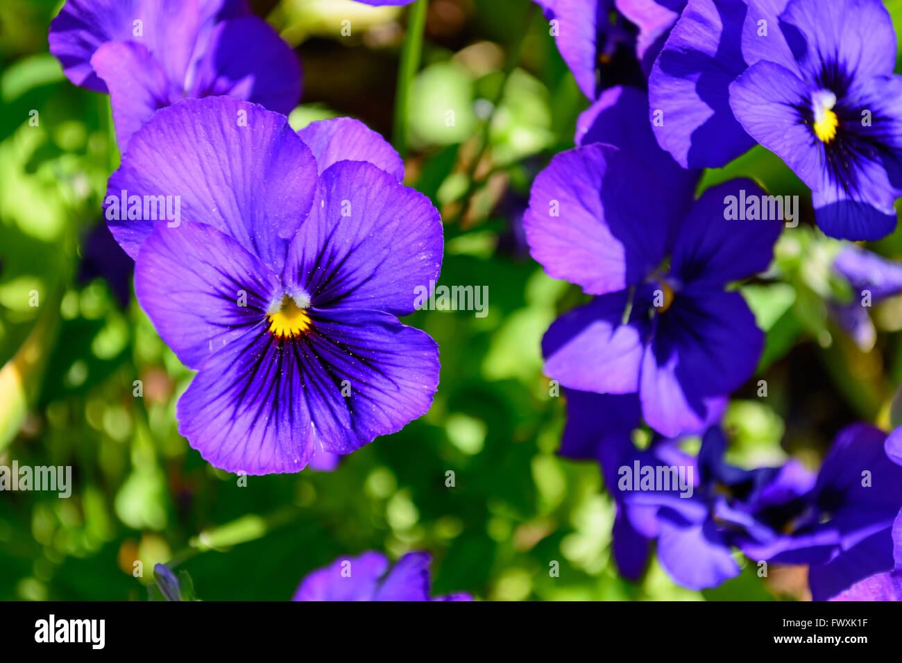 Viola Pansy con colore giallo brillante centro di messa a fuoco selettiva in primo piano con Pansies e verde in background Foto Stock
