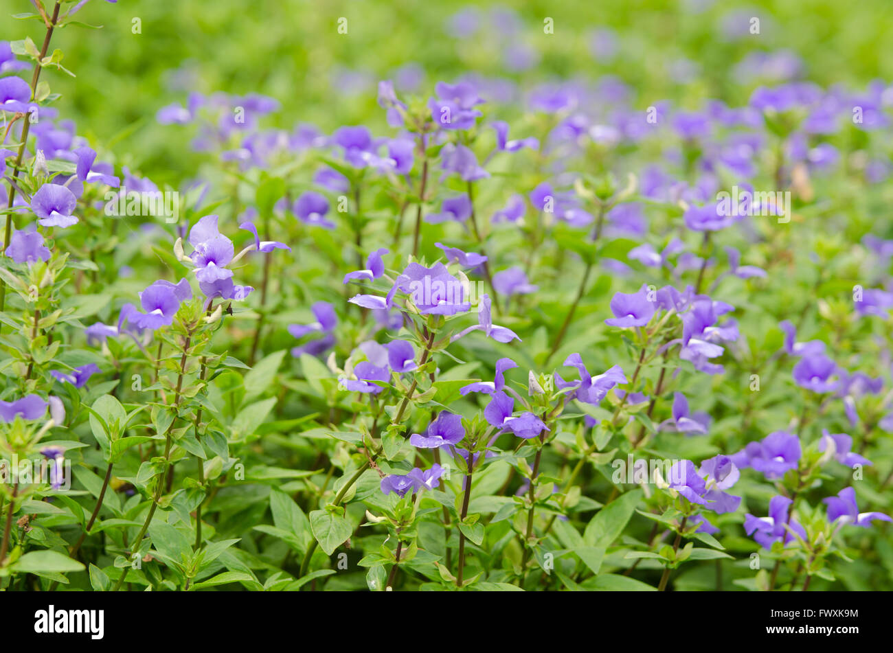 Blue Hawaii flower (brasiliano Snapdraon) Foto Stock