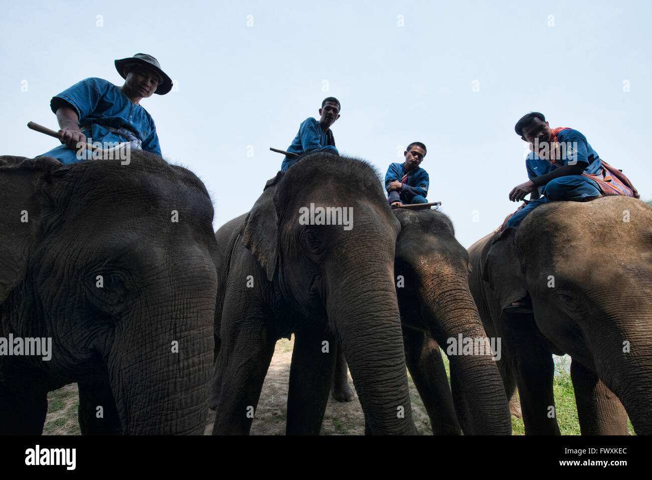 Mahouts e i loro elefanti in Thailandia del Nord Foto Stock