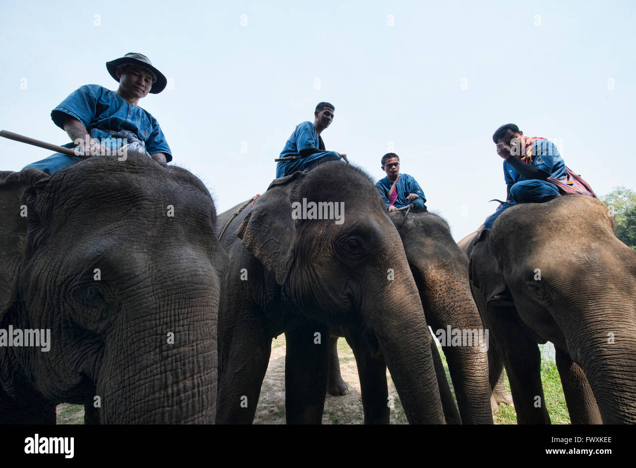 Mahouts e i loro elefanti in Thailandia del Nord Foto Stock