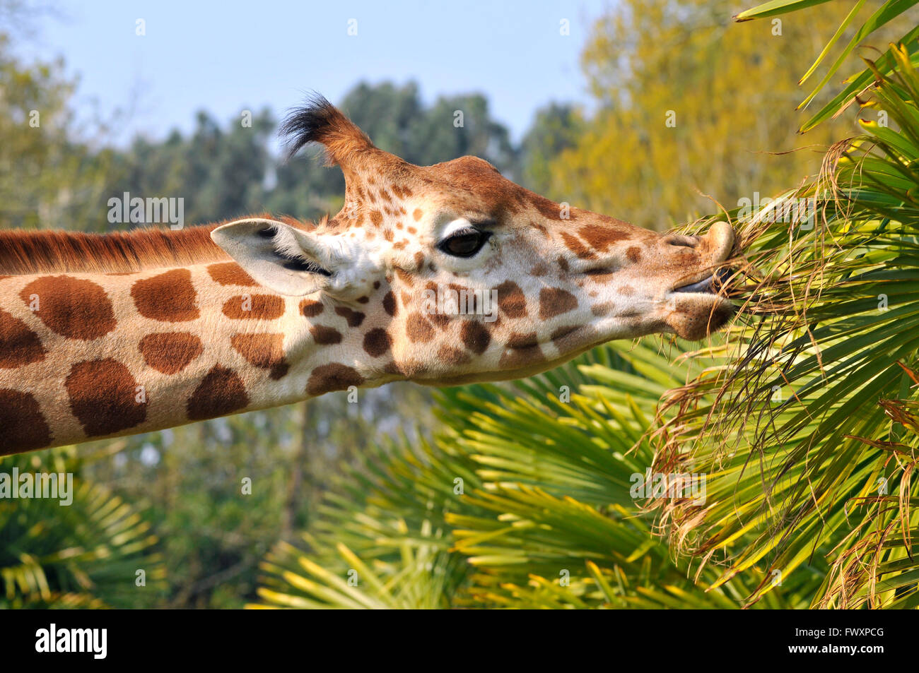 Ritratto di profilo di giraffe (Giraffa camelopardalis) mangiare le foglie Foto Stock