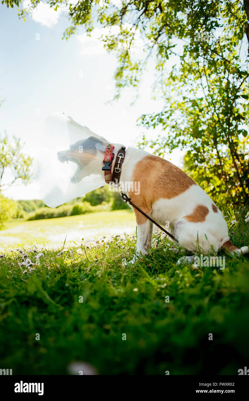 La Svezia Sodermanland, Terrier cane che indossa il collare protettivo e barking Foto Stock