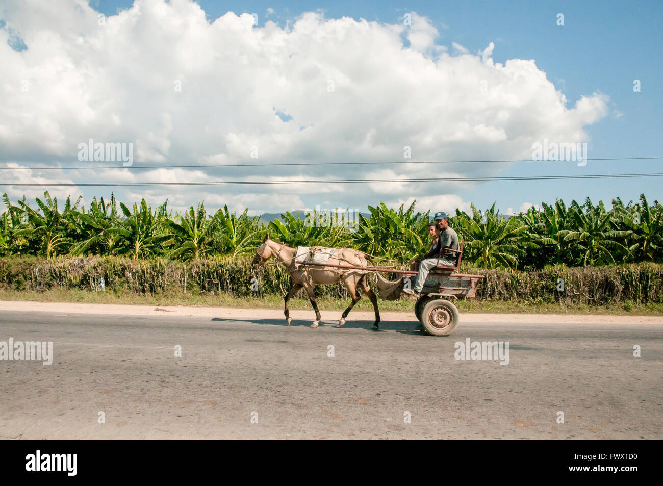 Cavallo e carrello, Cuba piantagione di banane in background Foto Stock