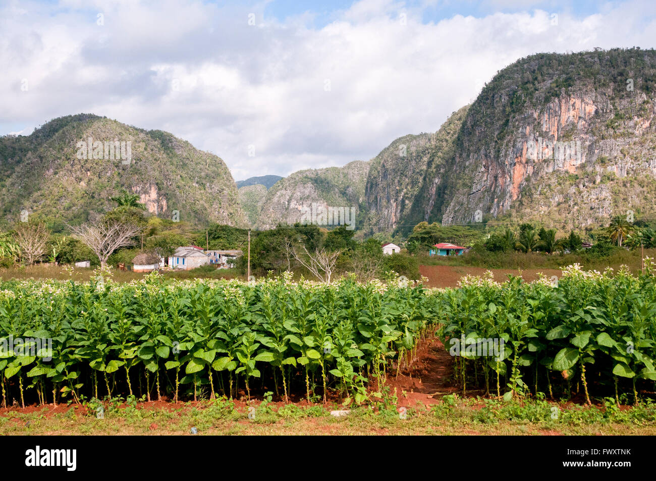 Campo di tabacco, Valle di Viñales, (Vinales) Cuba Foto Stock