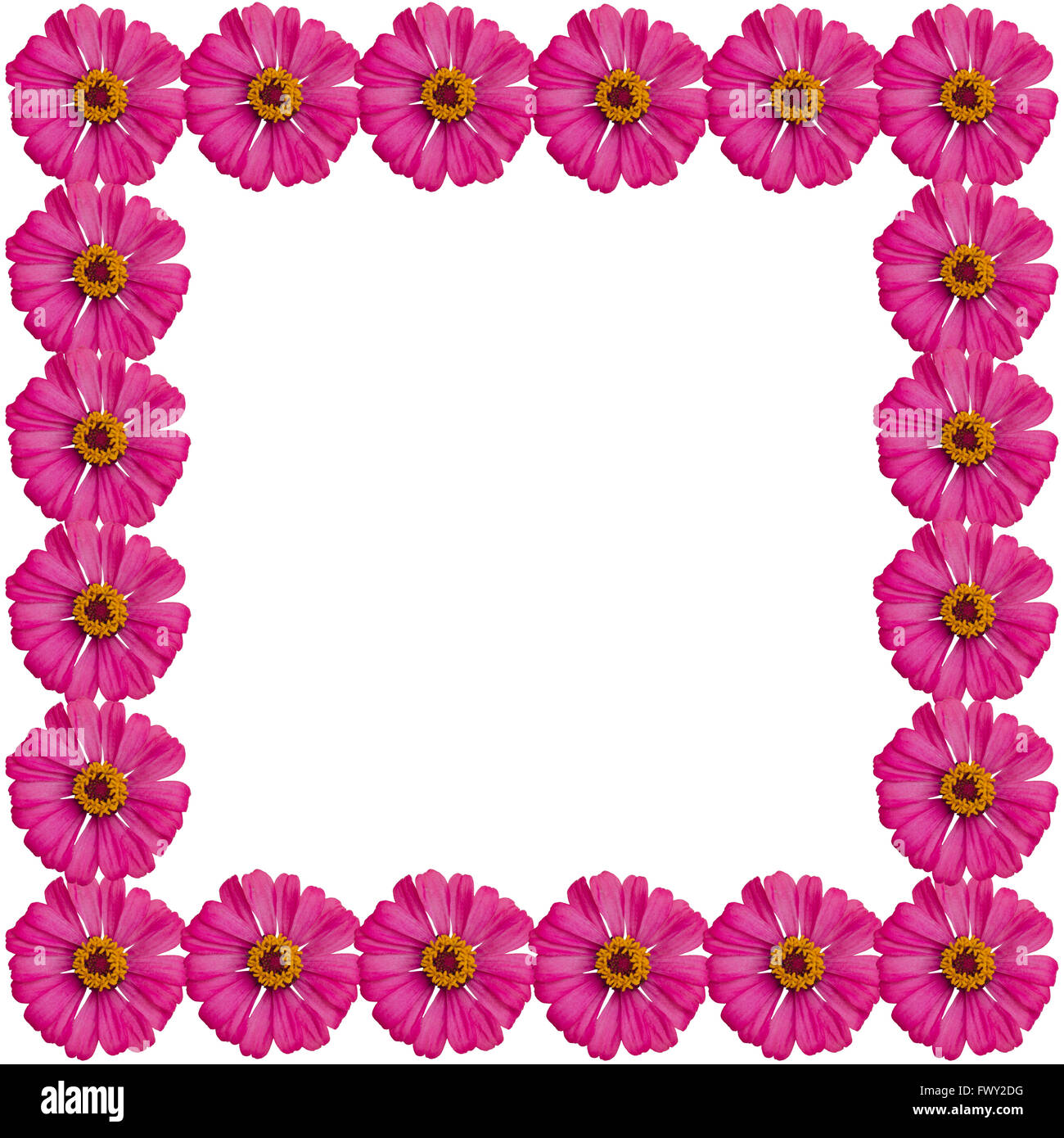 Zinnias flower frame isolati su sfondo bianco Foto Stock