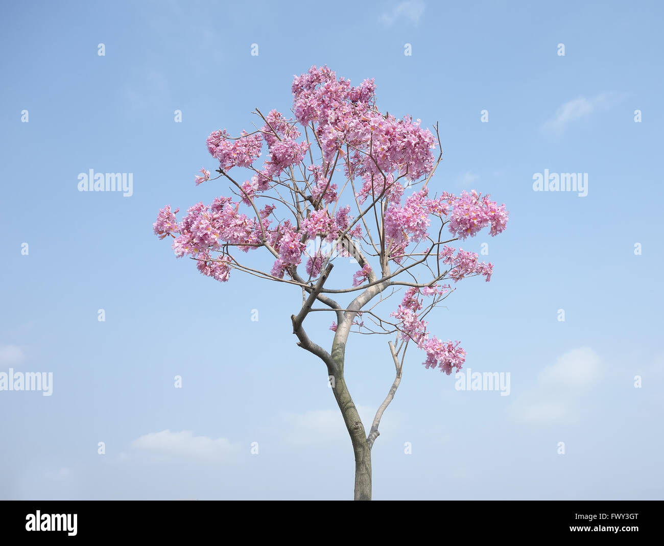 Tabebuia chrysotricha rosa fiorisce in primavera Foto Stock