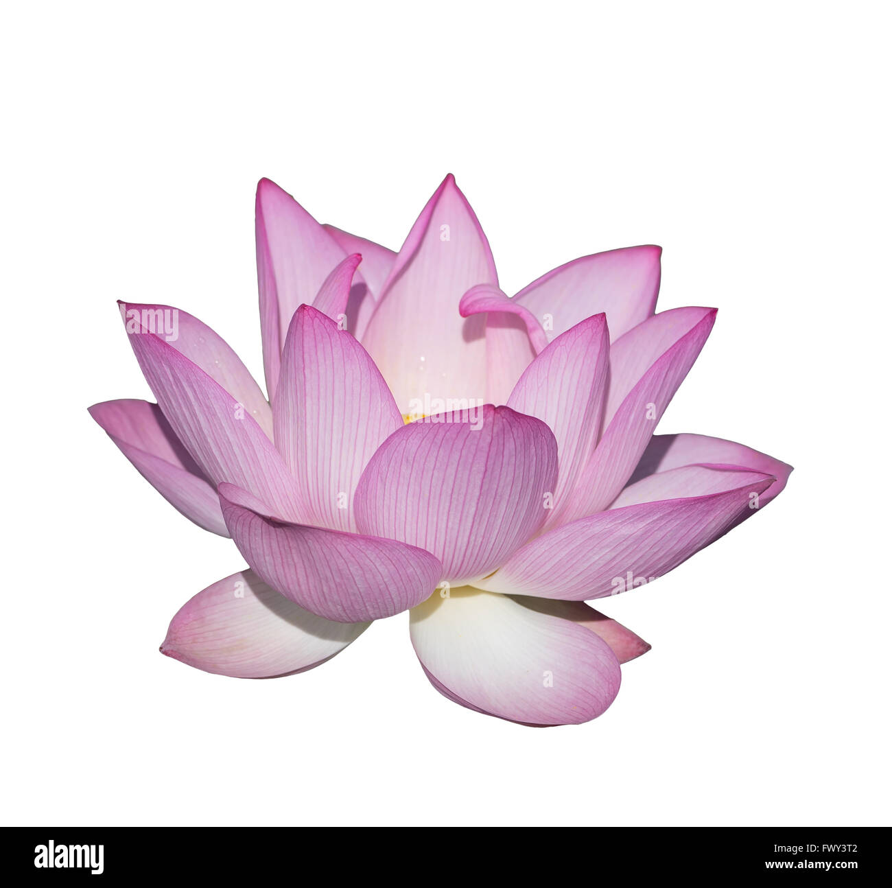 Blooming Lotus Flower su sfondo scuro Foto Stock