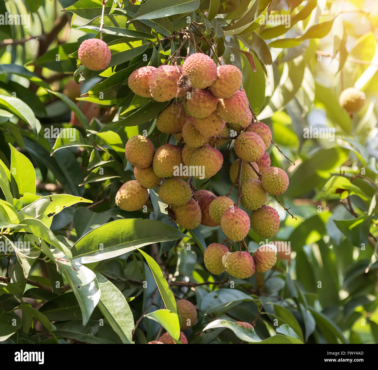 Litchi frutto sulla struttura ad albero Foto Stock