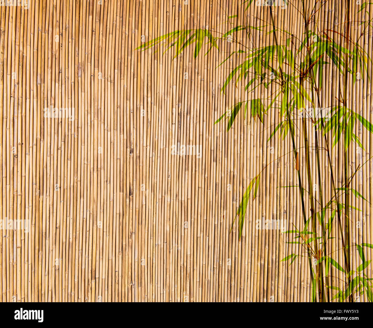 Sfondo di bambù grande per qualsiasi progetto. telaio di bambù di foglie di sfondo. Foto Stock