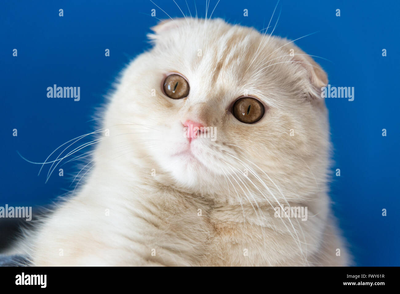 Ritratto di Scottish Fold gatto cercando Foto Stock