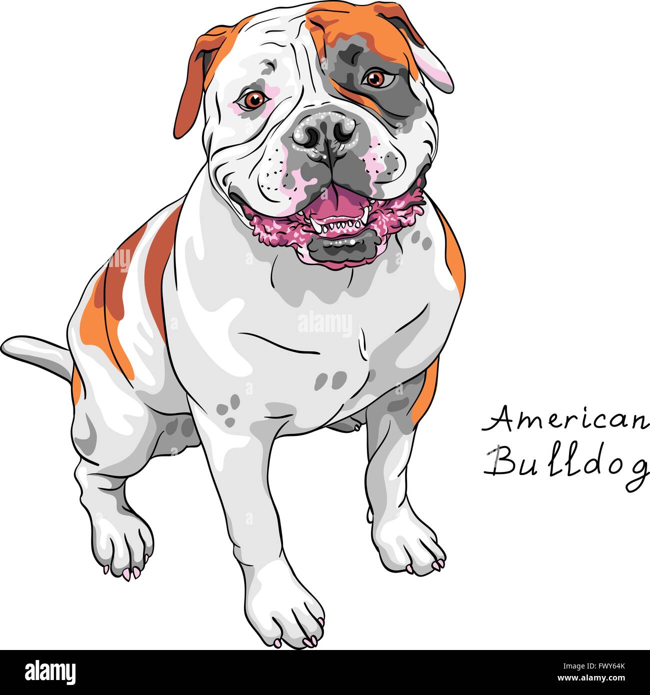 Disegno vettoriale cane American Bulldog razza Illustrazione Vettoriale