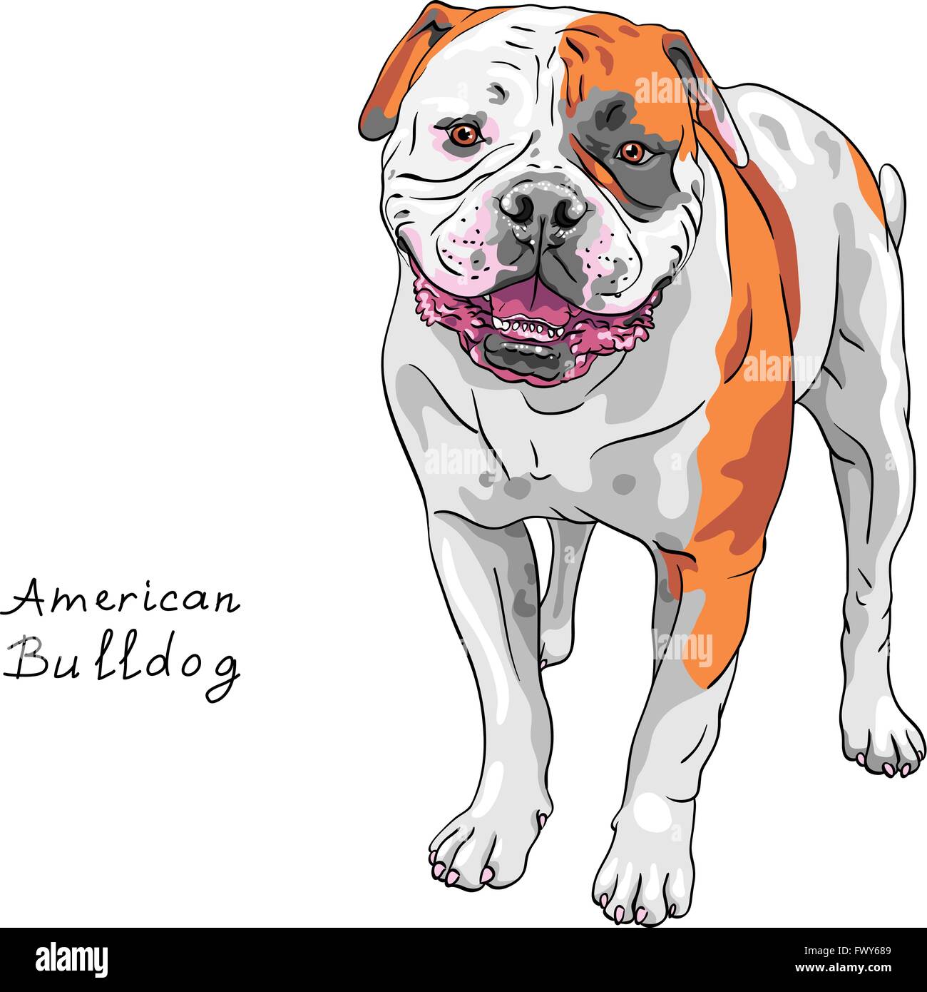 Disegno vettoriale cane American Bulldog razza Illustrazione Vettoriale