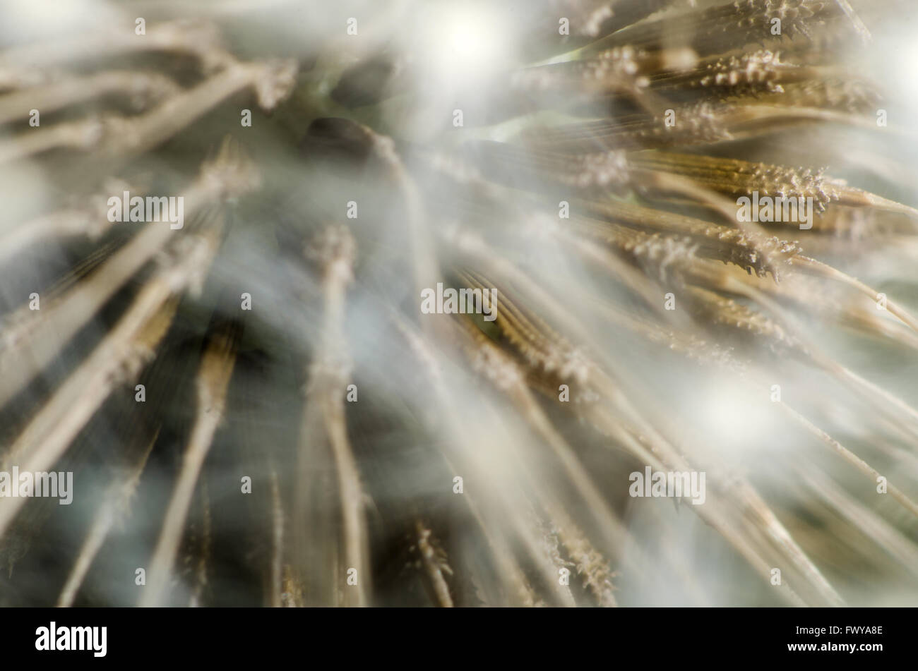 Passato bloom vecchio tarassaco dettaglio texture dello sfondo. Foto Stock