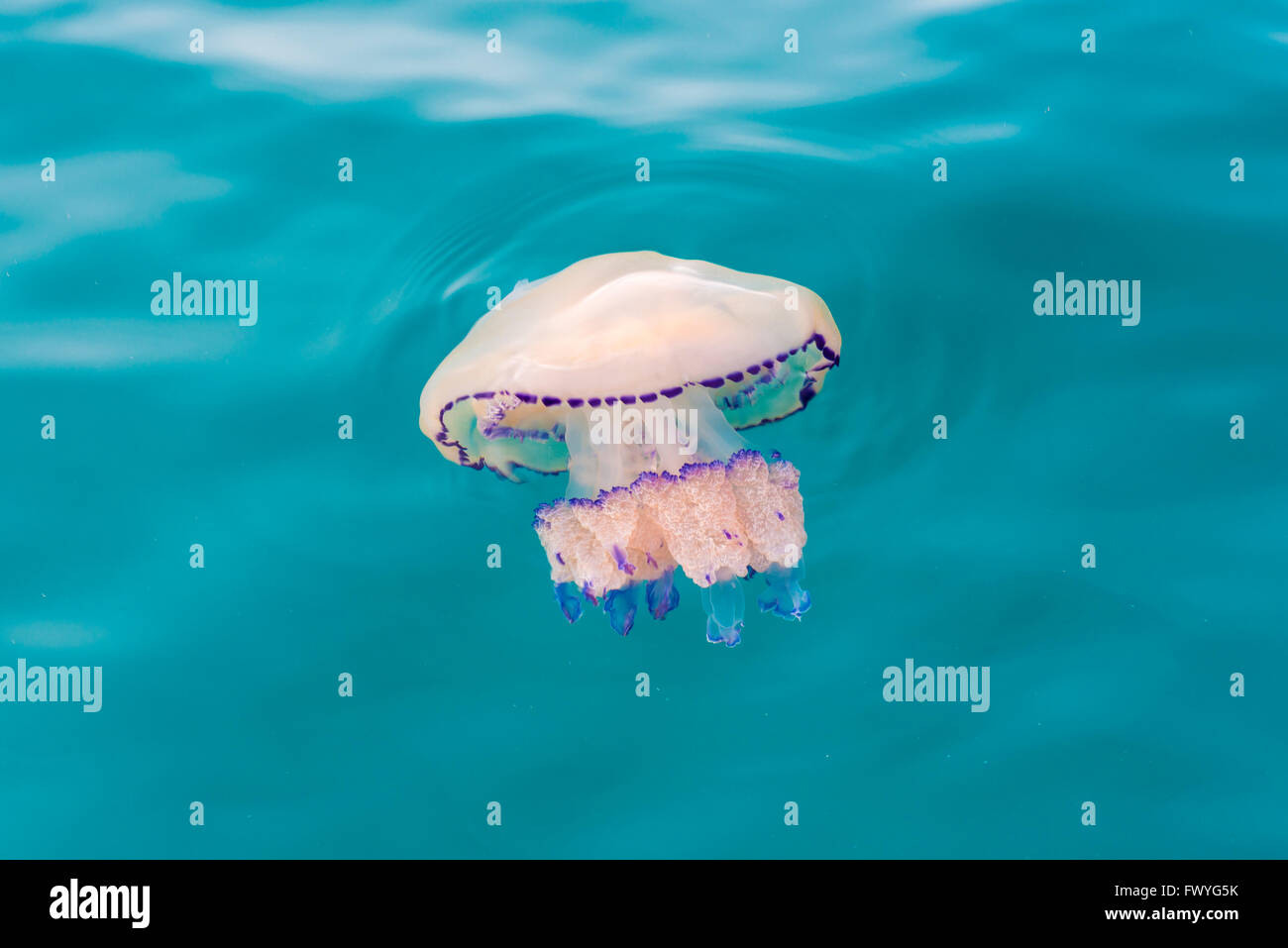 Canna medusa (Rhizostoma octopus), Mare Adriatico, Friuli Venezia Giulia, Italia Foto Stock