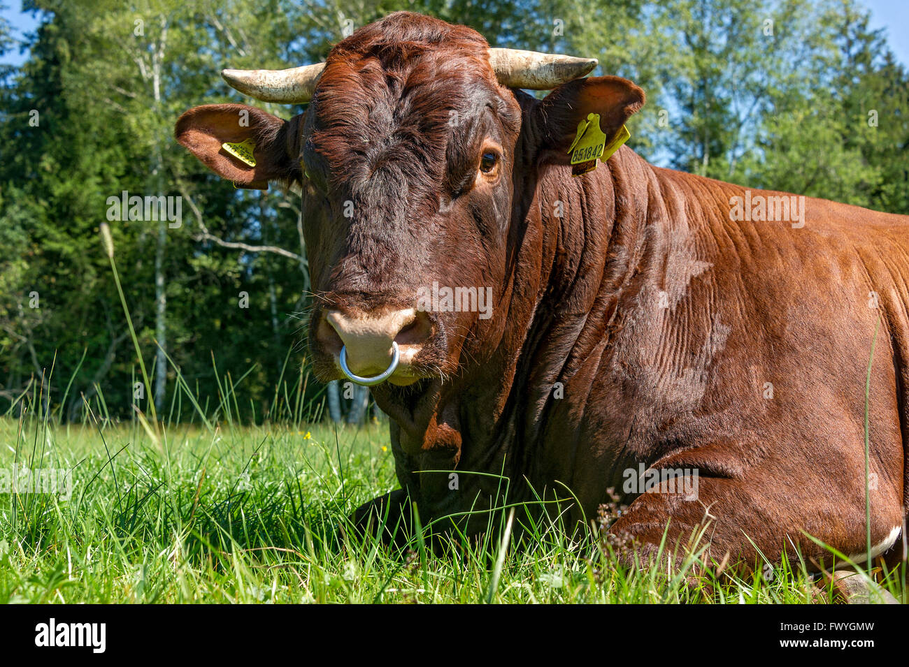 Marrone e bianco macchiato bull con naso anello giacente al pascolo, Bull, gli animali domestici della specie bovina (Bos primigenius taurus), Sachsenkam Foto Stock