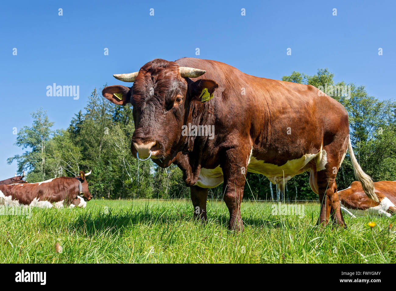 Marrone e bianco macchiato bull con naso anello al pascolo, Bull, gli animali domestici della specie bovina (Bos primigenius taurus), Sachsenkam Foto Stock