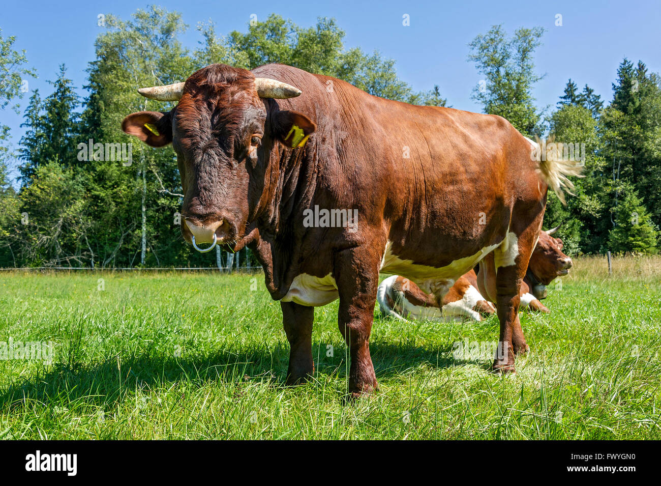 Marrone e bianco macchiato bull con naso anello al pascolo, Bull, gli animali domestici della specie bovina (Bos primigenius taurus), Sachsenkam Foto Stock