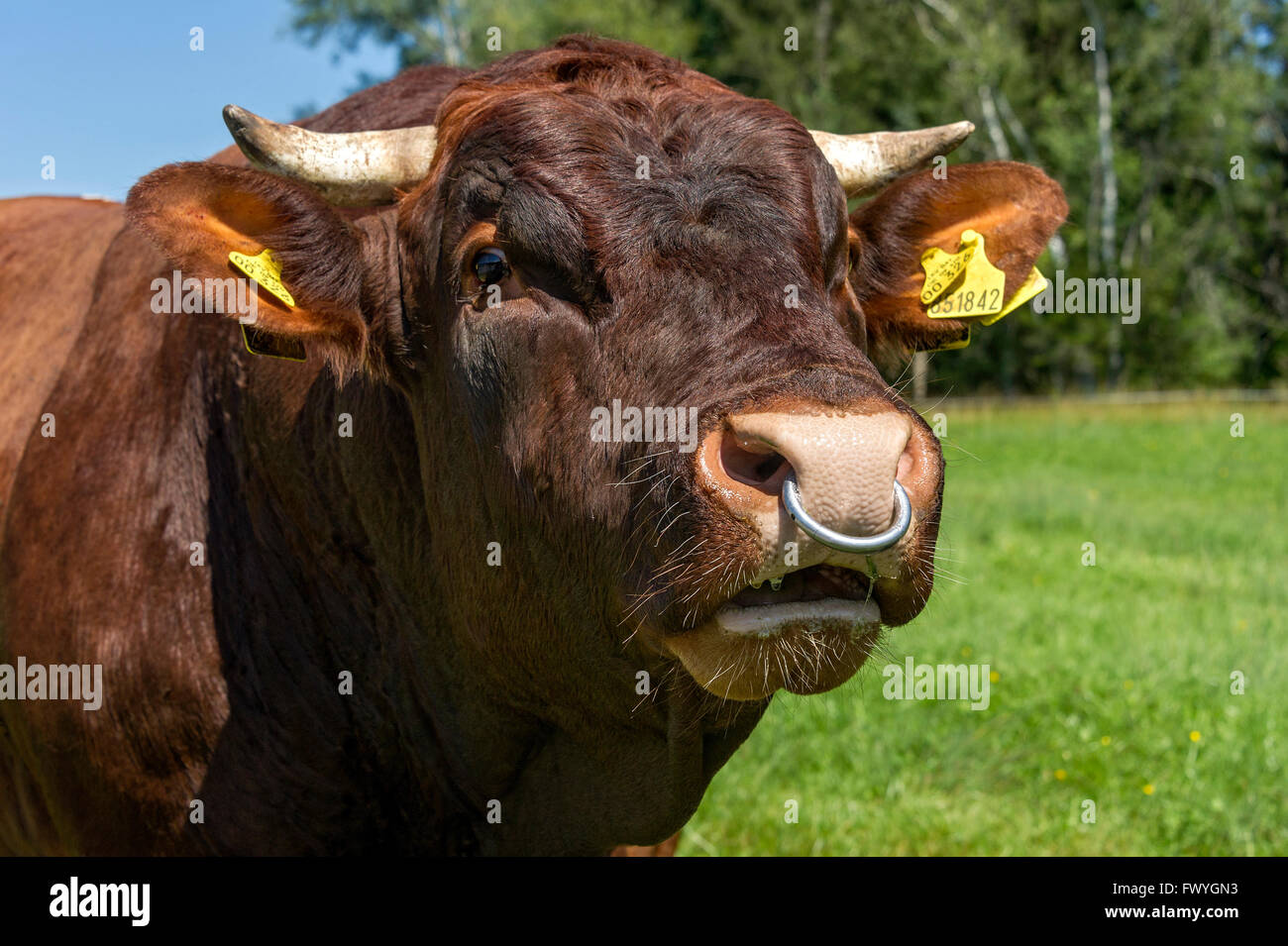 Marrone e bianco macchiato bull con naso anello al pascolo, Bull, gli animali domestici della specie bovina (Bos primigenius taurus), ritratto, Sachsenkam Foto Stock