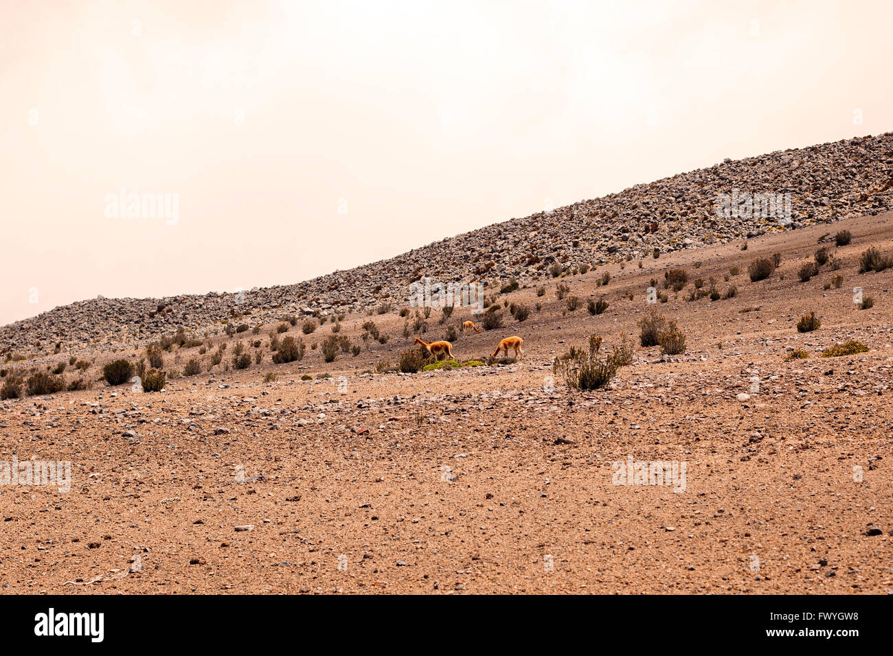 Piccolo allevamento di selvaggina vigogne o Vicunas pascolare nel Parco Nazionale del Chimborazo, Sud America Foto Stock