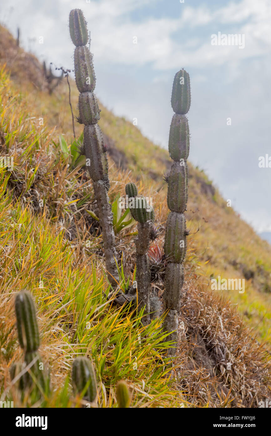 Wild Cactus nel Parco Nazionale di Llanganate, Ecuador, Sud America Foto Stock