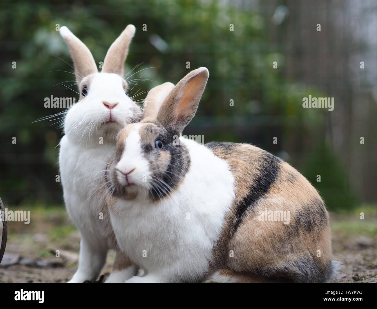 Due coniglietti al di fuori Foto Stock