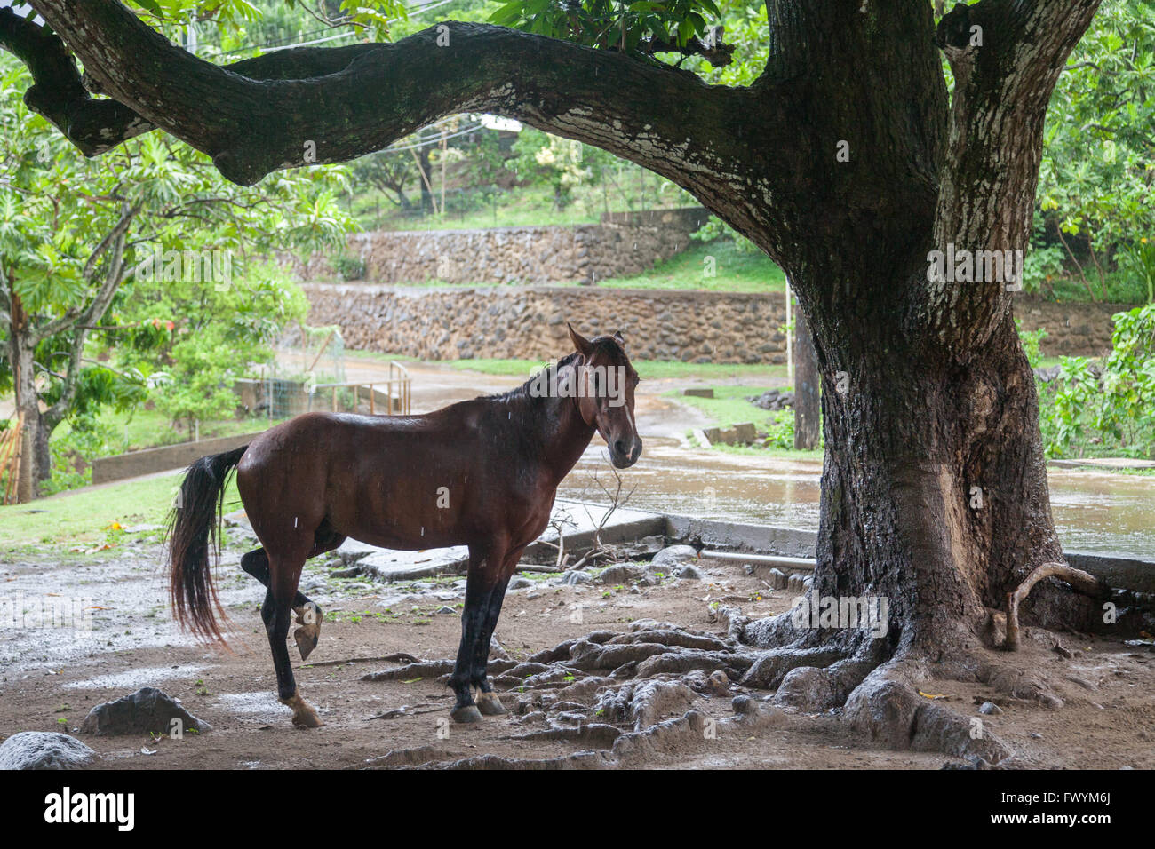 Cavallo in pioggia su ua Huka Foto Stock