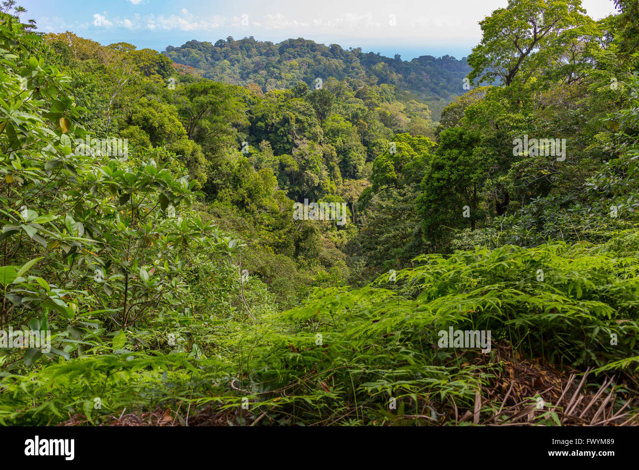 Penisola di OSA, COSTA RICA - alberi primario nella foresta di pioggia. Foto Stock