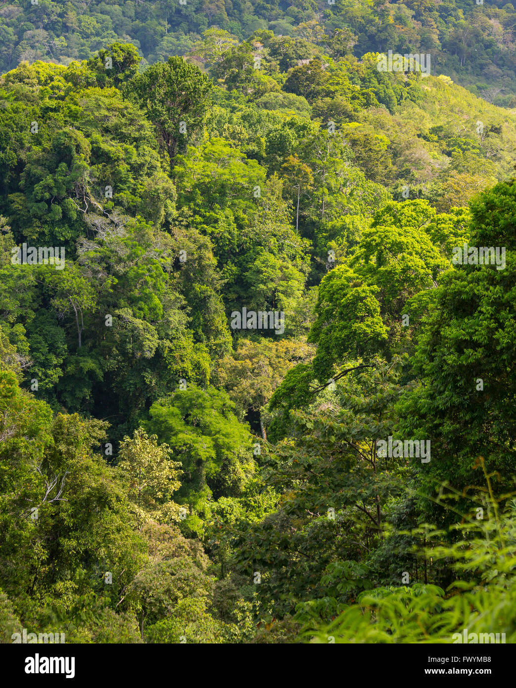 Penisola di OSA, COSTA RICA - alberi primario nella foresta di pioggia. Foto Stock