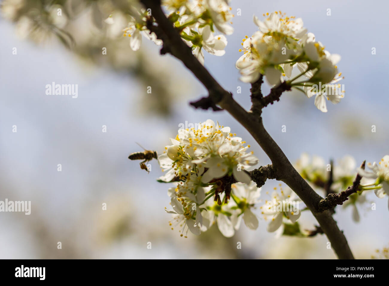 Fioritura degli alberi da frutta con il fiore e le api la raccolta di polline e di miele nel giardino di primavera Foto Stock
