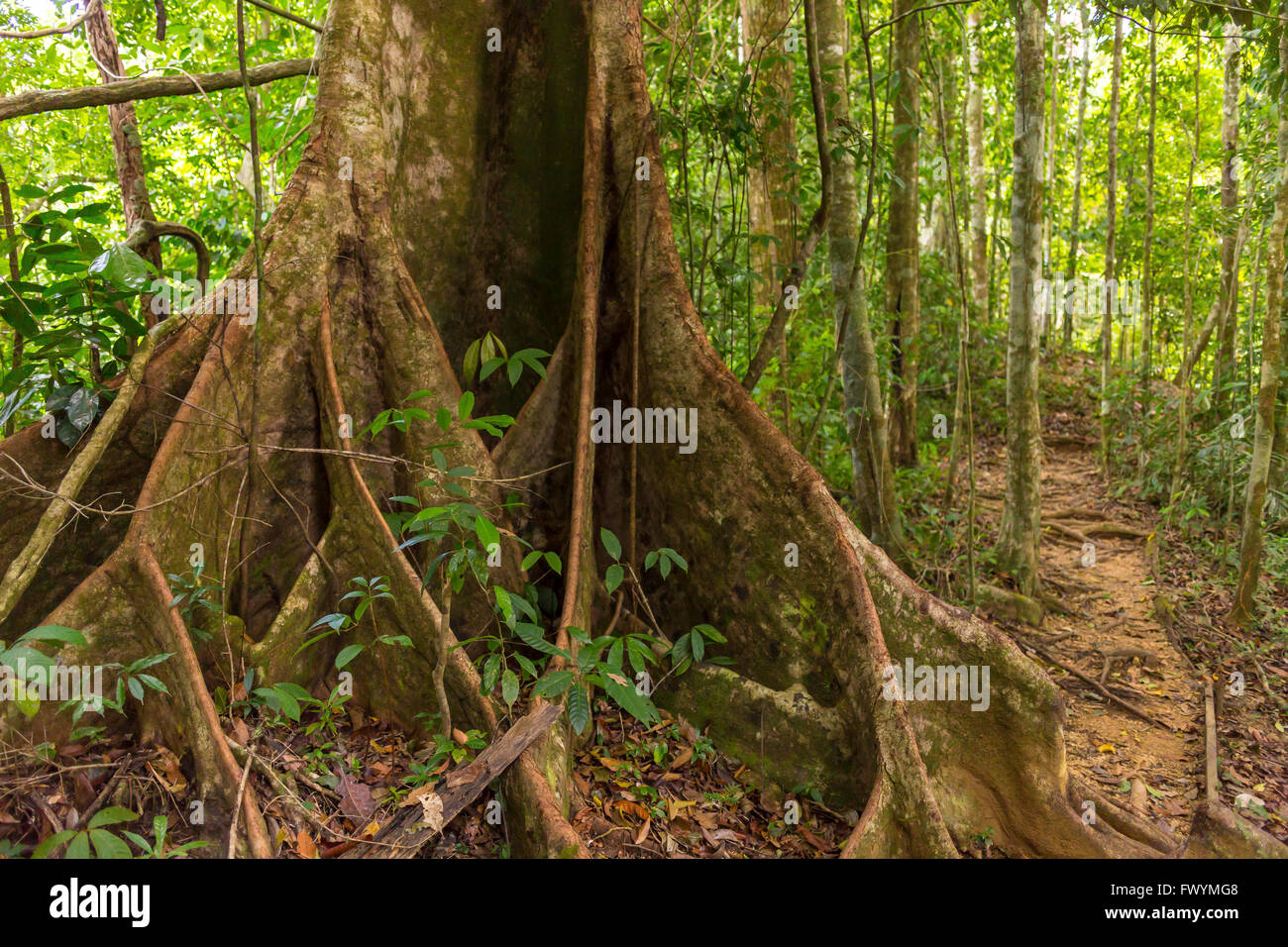 Penisola di OSA, COSTA RICA - Royal mogano albero primario nella foresta di pioggia. Carapa guianensis Foto Stock