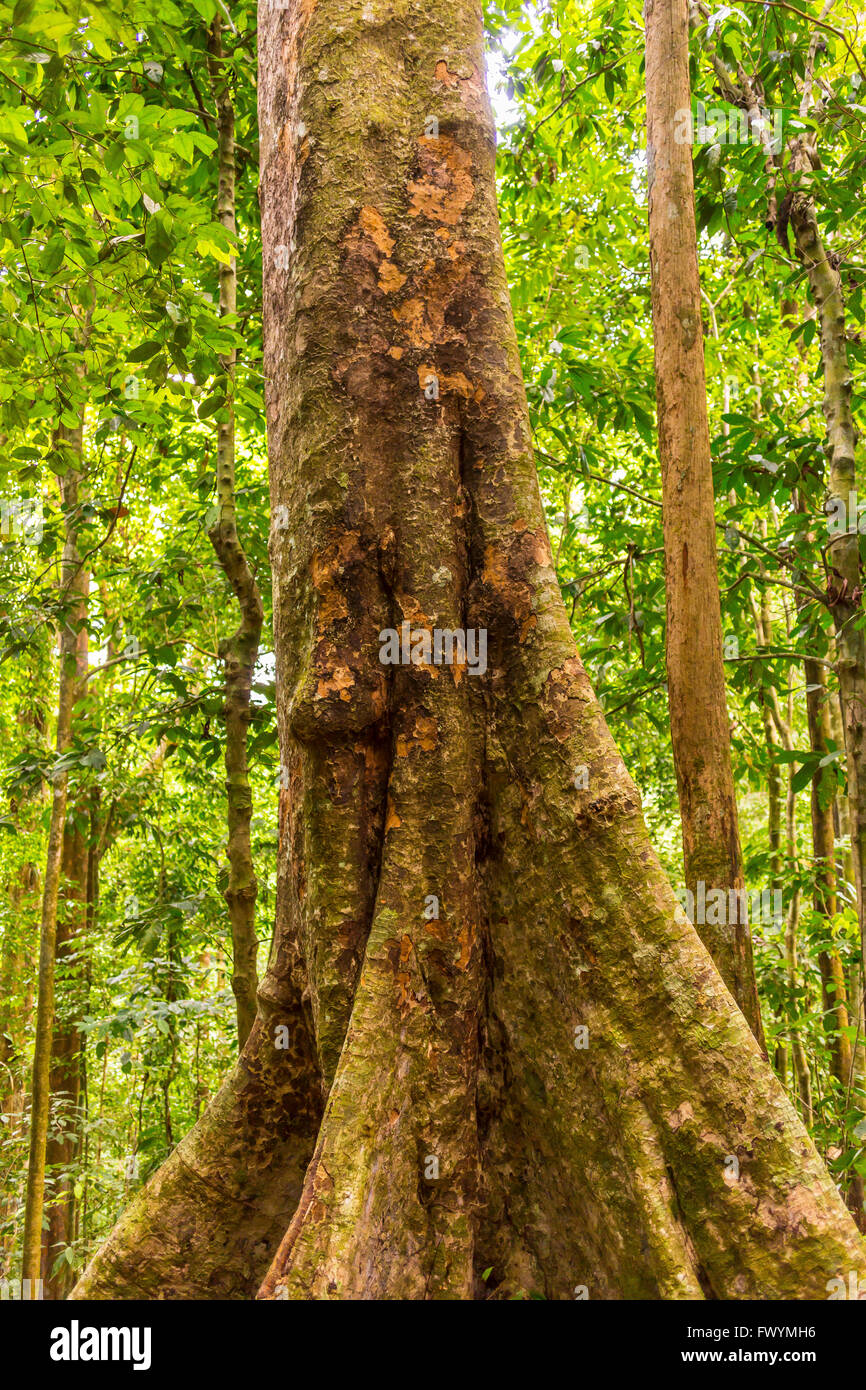 Penisola di OSA, COSTA RICA - Royal albero di mogano, legno duro tropicale, nel primario della foresta di pioggia. Carapa guianensis Foto Stock