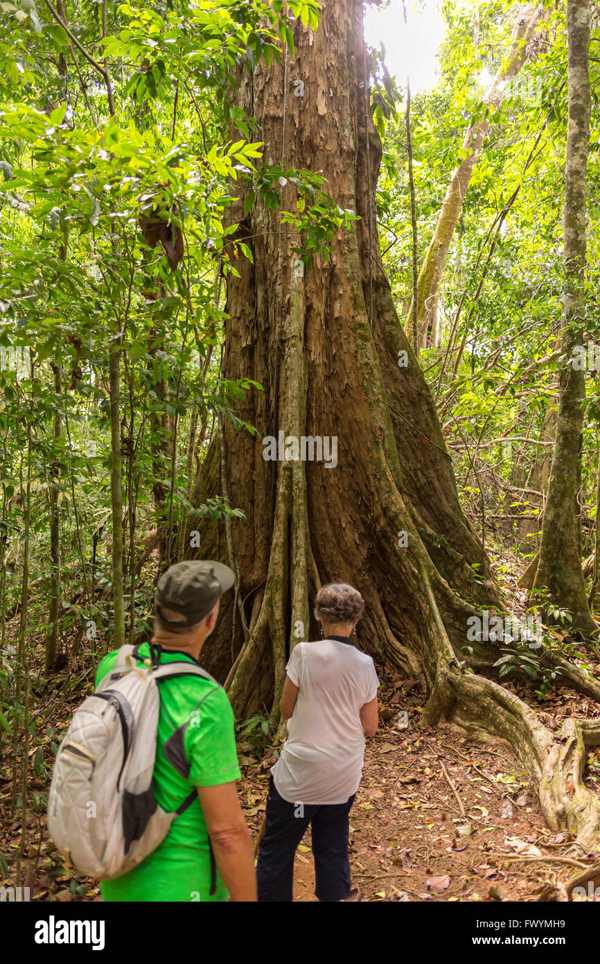 Penisola di OSA, COSTA RICA - Eco-turisti nella foresta di pioggia sulla passeggiata. Foto Stock