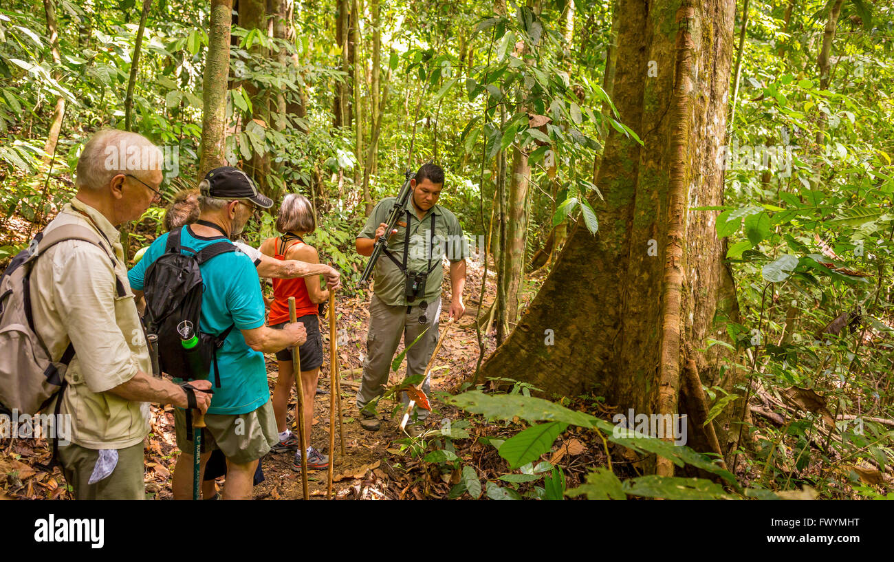 Penisola di OSA, COSTA RICA - Guida Naturalista con eco-turisti nella foresta di pioggia sulla passeggiata. Foto Stock