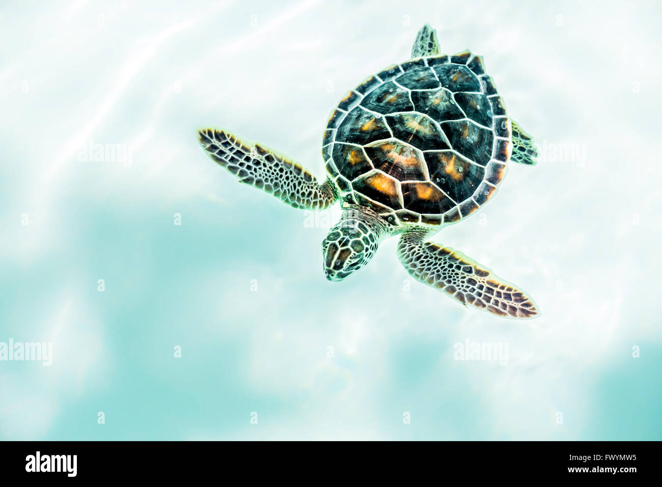 Chiusura del simpatico baby turtle in acqua turchese Foto Stock