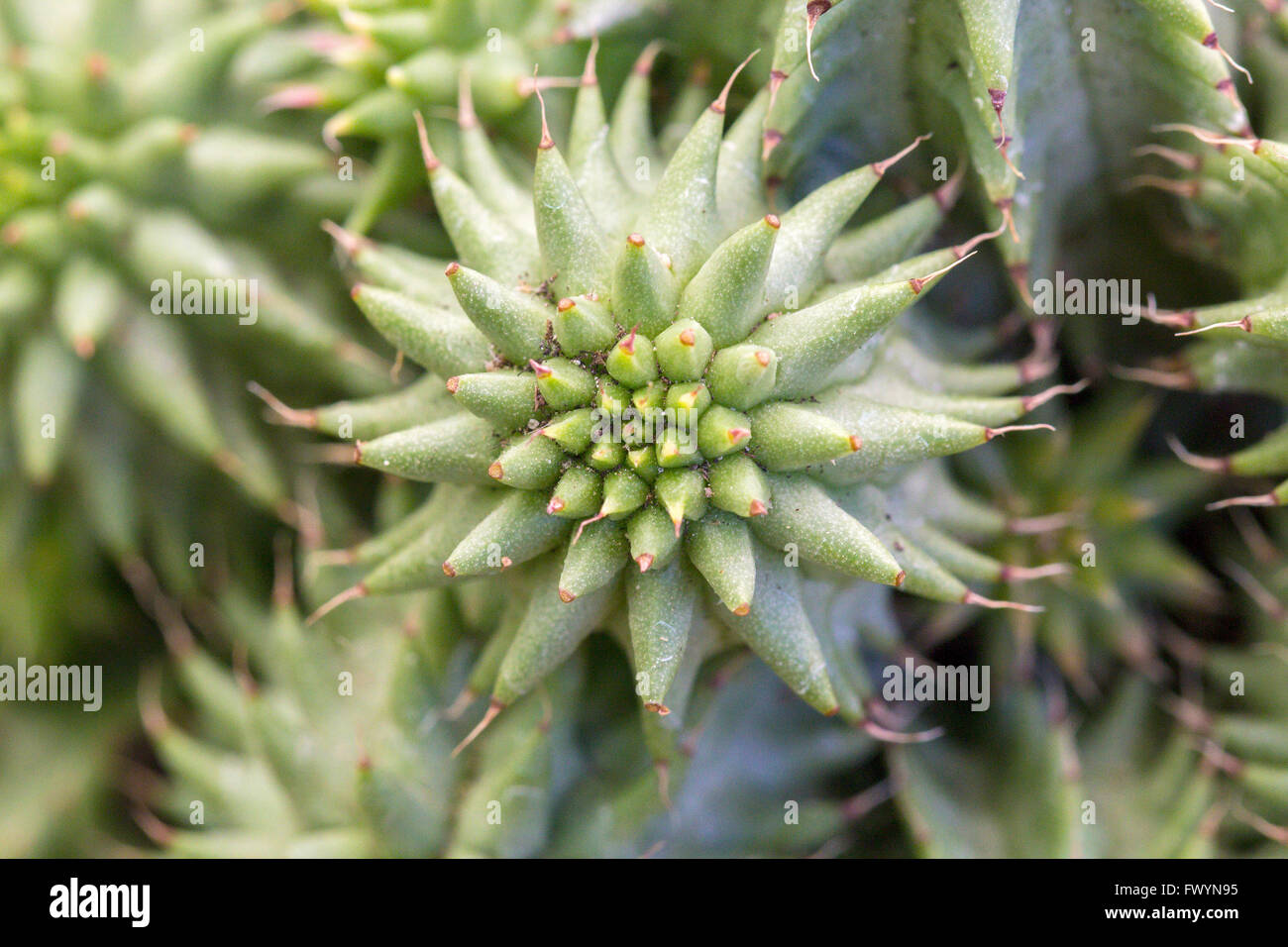 Il verde di piante succulente in close-up Foto Stock