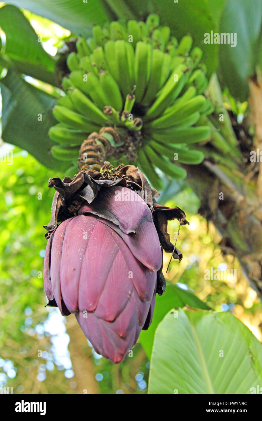 Vista dal basso sull'esotica banana flower con frutti Foto Stock