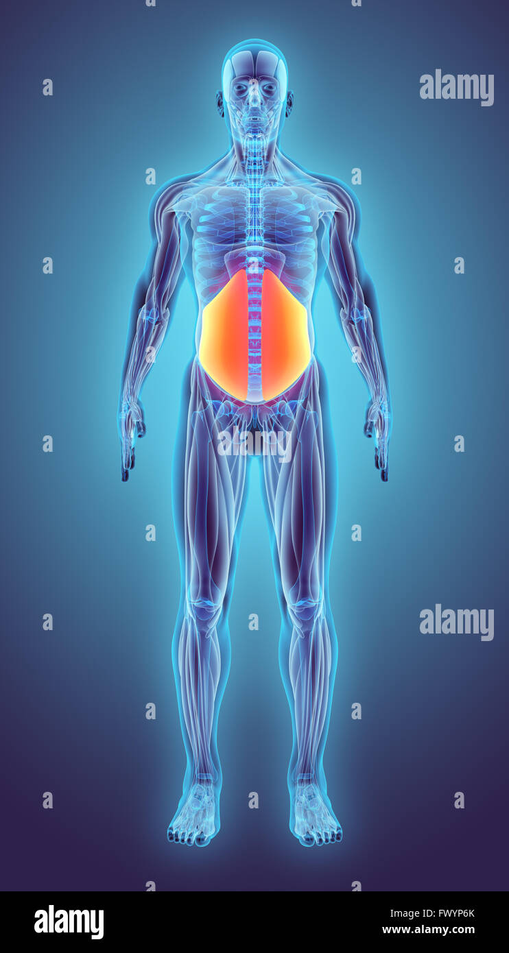 3D illustrazione di Obliquus Internus, parte di anatomia del muscolo. Foto Stock