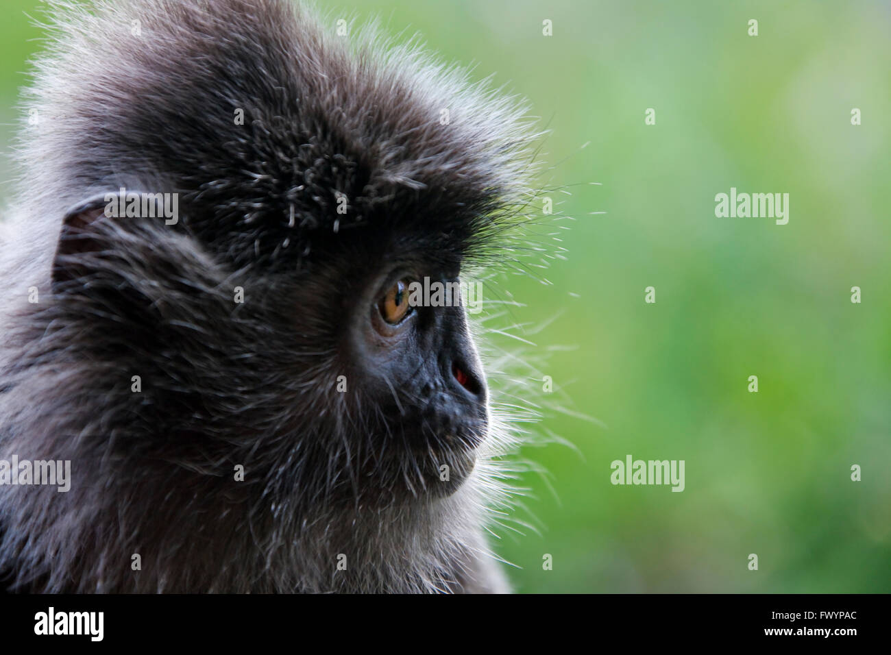 Foglia Nera di scimmia (Presbytis francoisi), Sandakan, Borneo Malaysia Foto Stock