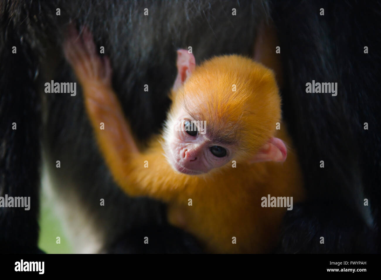 Foglia Nera scimmie, madre con cub (Presbytis francoisi), Sandakan, Borneo Malaysia Foto Stock