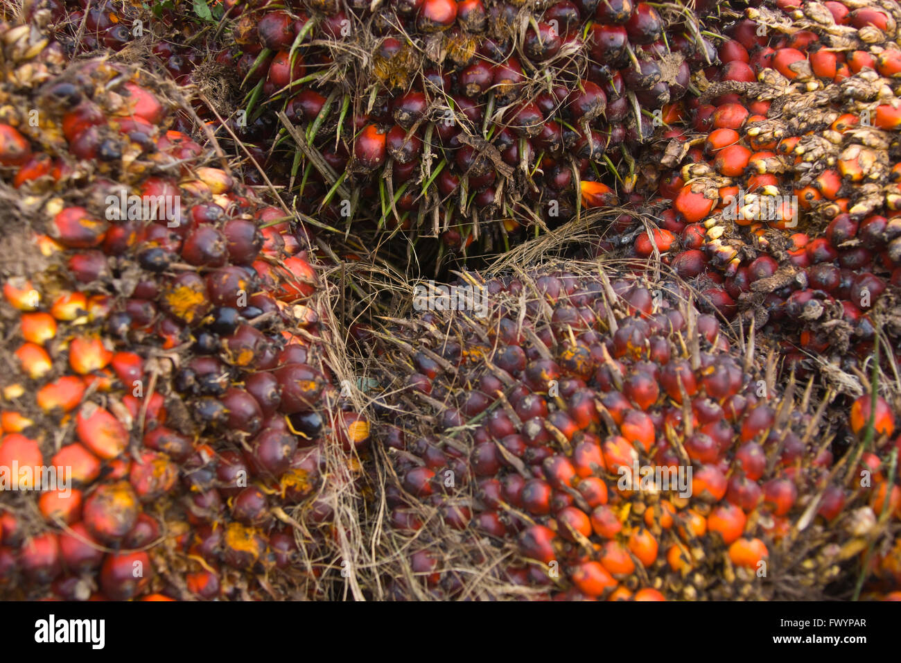 Olio di palma (Elacis guineensis), Sandakan, Borneo Malaysia Foto Stock