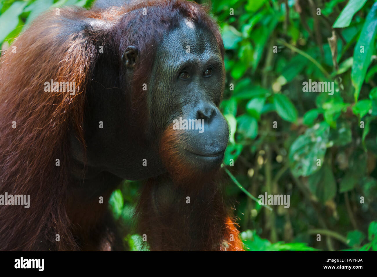 Orangutan nella giungla, Sandakan, Borneo Malaysia Foto Stock