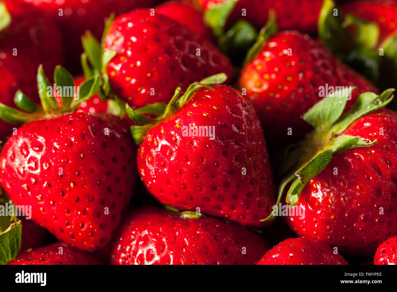 Materie rosso Fragole organico pronto a mangiare Foto Stock