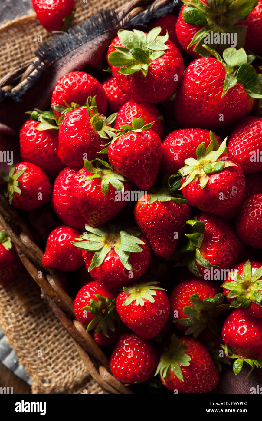 Materie rosso Fragole organico pronto a mangiare Foto Stock