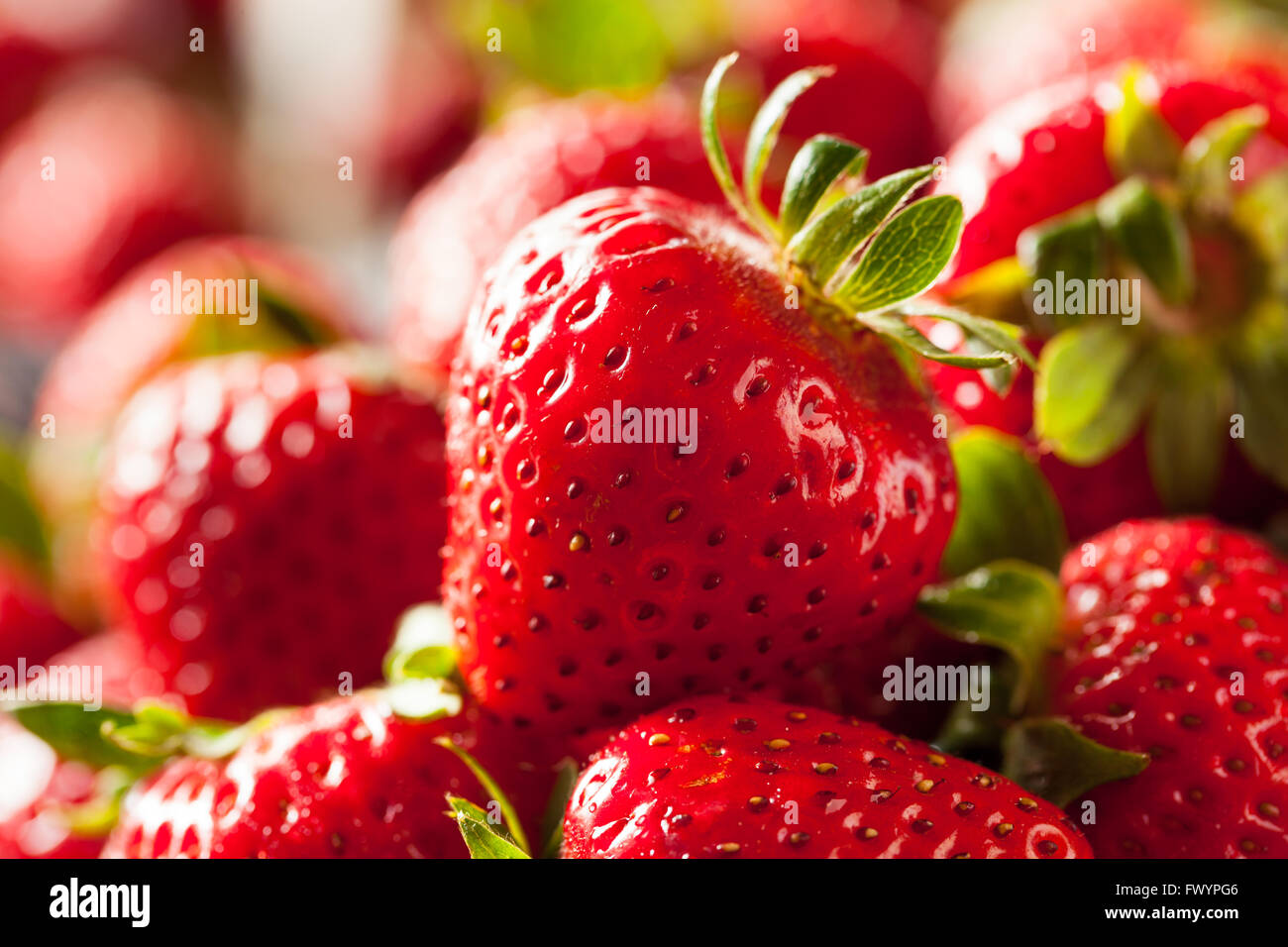 Materie rosso Fragole organico pronto a mangiare Foto Stock