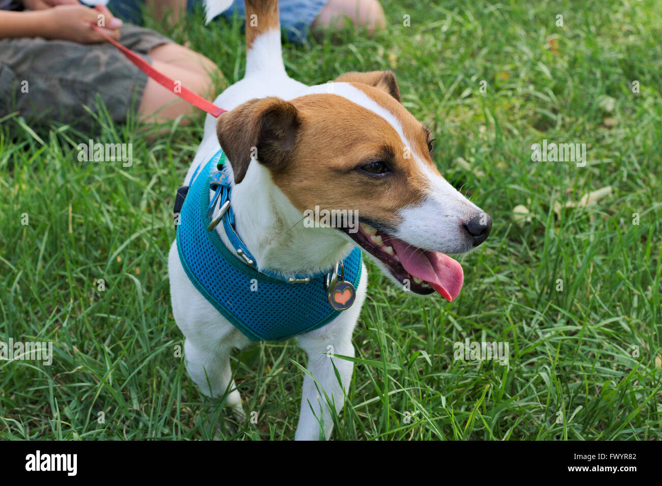 Active fox terrier sul piombo. Foto Stock
