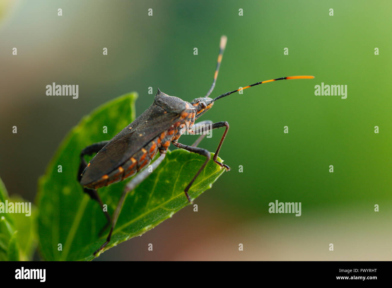 Comunemente noto come un bug di cedro,Leptoglossus gonagra è un insetto comune nelle Filippine Foto Stock